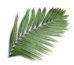 Palm Leaf