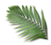 Palm Leaf (L)